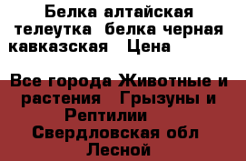 Белка алтайская телеутка, белка черная кавказская › Цена ­ 5 000 - Все города Животные и растения » Грызуны и Рептилии   . Свердловская обл.,Лесной г.